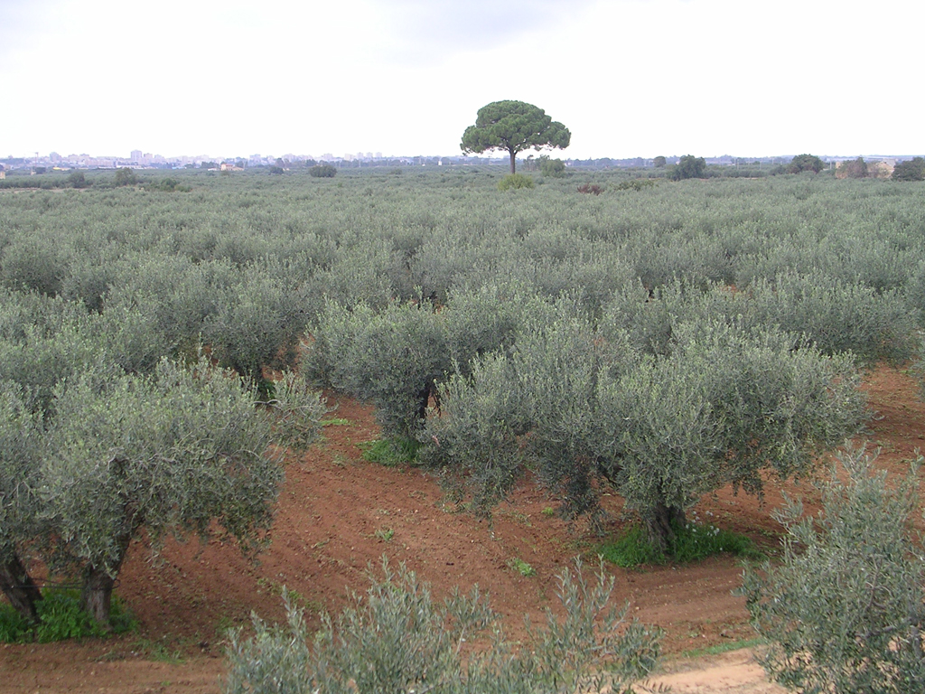 albero