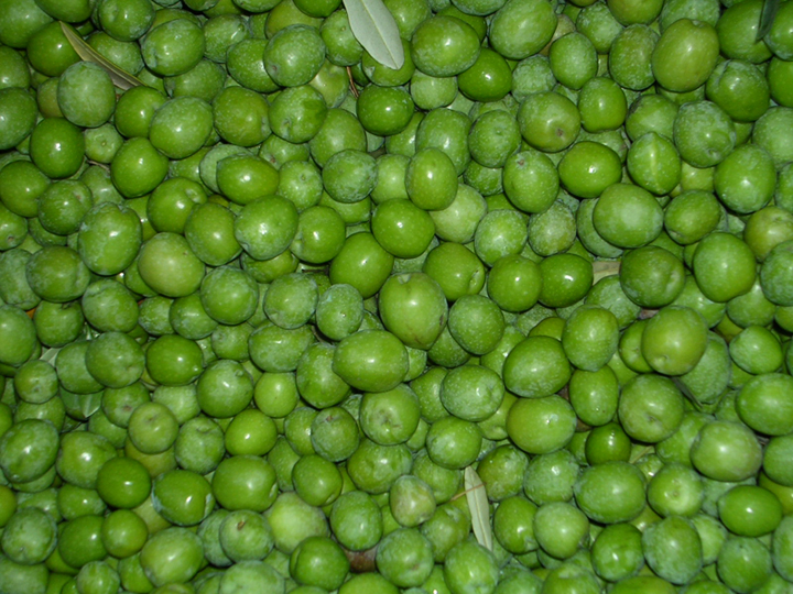 olive